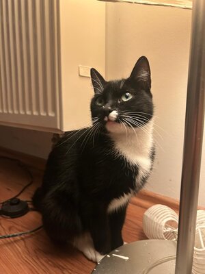 Bild vergr&ouml;&szlig;ern: Foto: Eine schwarz-weiße Katze vor einer Heizung.