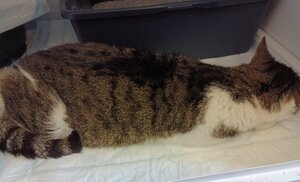 Bild vergr&ouml;&szlig;ern: Katze graubraun getigert-weiß