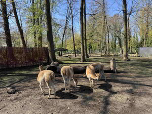 Bild vergr&ouml;&szlig;ern: Vier Vikunjas auf einer Wiese.