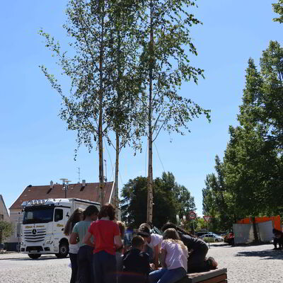 Bild vergr&ouml;&szlig;ern: Baumfestival