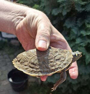 Bild vergr&ouml;&szlig;ern: Fundtier Höckerschildkröte