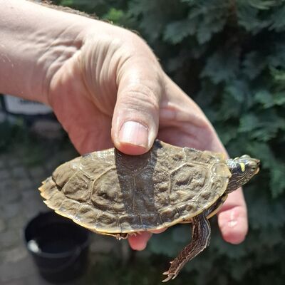 Fundtier Höckerschildkröte