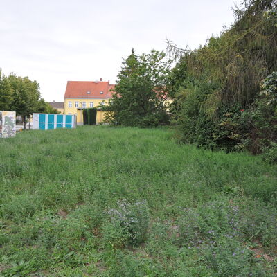 Bild vergr&ouml;&szlig;ern: Foto: Eine Wiese.