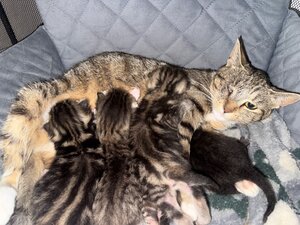 Bild vergr&ouml;&szlig;ern: Katzenmutter mit Kitten