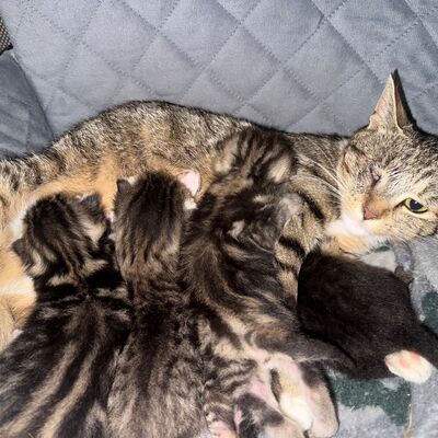 Katzenmutter mit Kitten