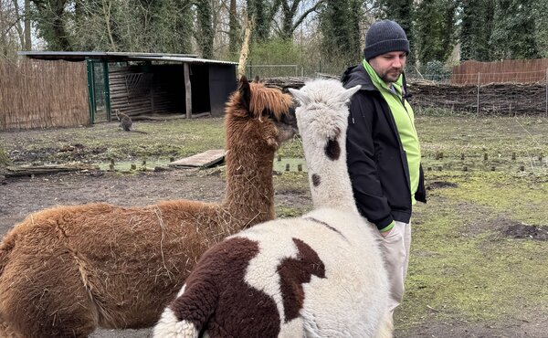 Bild vergr&ouml;&szlig;ern: Tierparkleiter mit Alpakas