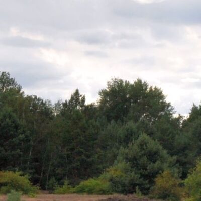 Wald